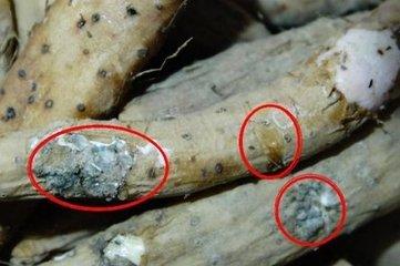 了变质问题,如果发现买的山药表面上有黑斑点或切开后山药肉色发红,而