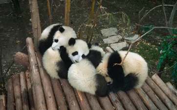 超萌imax熊猫纪录片!但了解"国宝死亡"的隐情后,我吸不动了