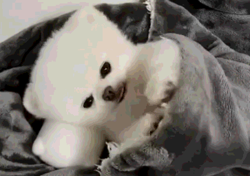 小博美狗狗的睡姿实在太可爱了铲屎官都不忍心叫它起床