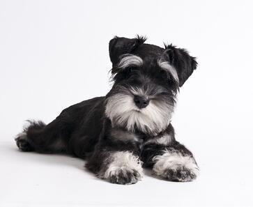 比熊犬性格养成需要言传身教,成年后有善解人意的,也有日天的(摊手)