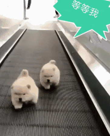 363_451竖版 竖屏gif 动态图 动图