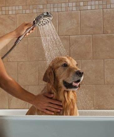 超详细的给狗狗洗澡教程,再也不用去宠物店花冤枉钱了