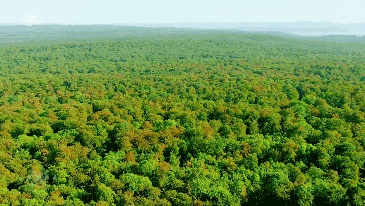 去森林吸氧 一棵树的自白