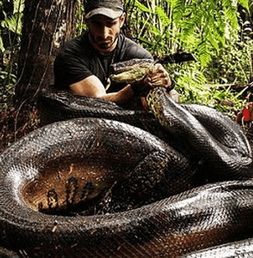 国外男子身穿钢甲测试巨蟒的缠绕力量,结果却发生了意外!