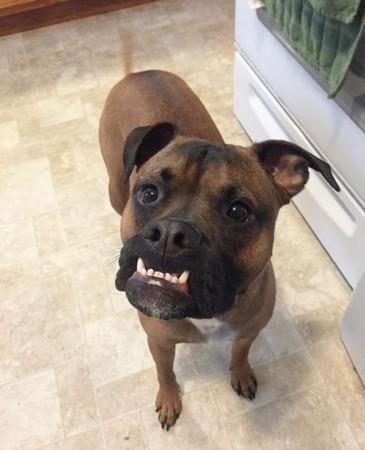 拳师犬戴绿毛帽加上微仰45度角, 自信又傲娇的眼神帅倒许多网友