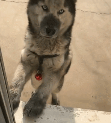 宠主带哈士奇回老家过年,结果一天不到宠主就奔溃了