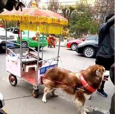 阿拉斯加"开着宝马"接小主人放学,被路人围观成网红