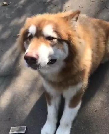 大狗被小泰迪狂扇巴掌,找主人哭诉脸直发抖