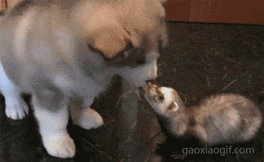 每日一波搞笑动态图