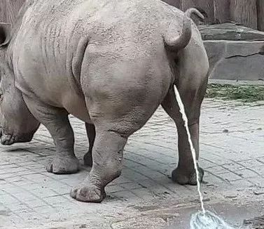 犀牛宝宝玩雪太累,憋的难受,没等跑厕所就开闸放水