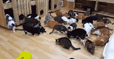 378_197gif 动态图 动图