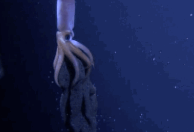 乌贼妈妈孵卵的过程,就跟一般人类的孕妇没什么两样!