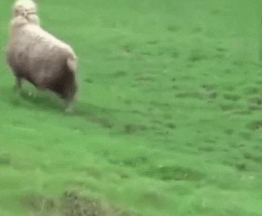 379_312gif 动态图 动图