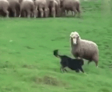 牧羊犬放羊最头疼的就是遇到不听话的羊了狗狗内心是崩溃的