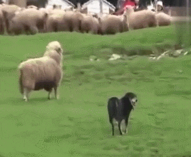 379_312gif 动态图 动图