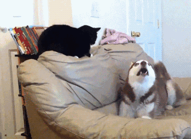 380_276gif 动态图 动图