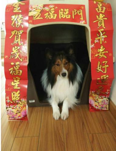 为了表彰狗狗功劳,主人在狗圈门前贴上对联,网友:太有爱心了!