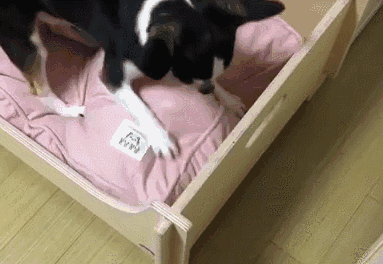 这是我见过最小的哈士奇了,看第一眼我就笑喷了