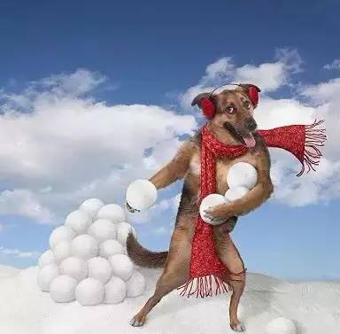 那可不得雪地里尽情撒欢儿嘛论南方人见到雪是什么体验?