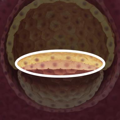 孕期第3周胎儿发育全过程小宝宝的成长发育将会从这里起航