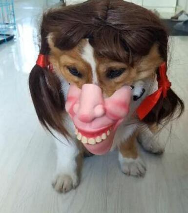 小狗笑得不伦不类脸部变形,这主人太过分了吧