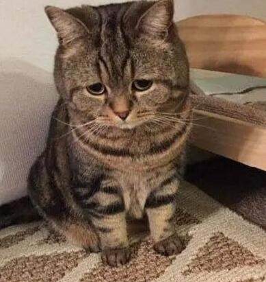 这只猫咪得了忧郁症主人为了让它开心做出了此事让网友意外