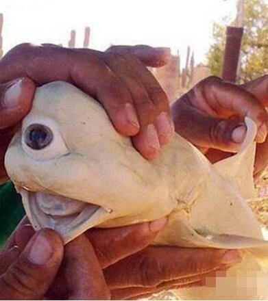 地球上最奇特的鲨鱼,仅一只眼的独眼鲨鱼,全球仅不到50例