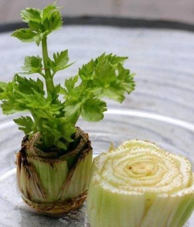切下的芹菜头这样扔水里7天冒尖半个月长成盆栽好吃美翻了