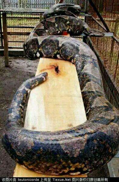 人工豢养的网纹蟒体型体型也是够鬼畜的了,但是别急,再看看人工豢养的