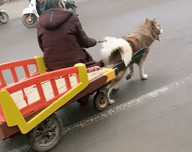 别人送爷爷一只阿拉斯加,爷爷却定制一辆"车"让其帮自己代步!