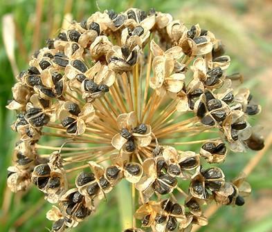 中药那点事:韭菜是"壮阳草",它的种子堪称"天然伟哥"