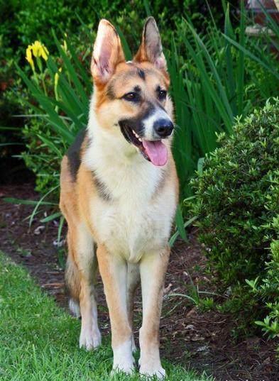 这么多颜色的德国牧羊犬你见过吗?最后这个太漂亮