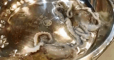 搓洗干净后,去除头部,留下章鱼爪 洒上细盐,淋上芝麻油就能吃了