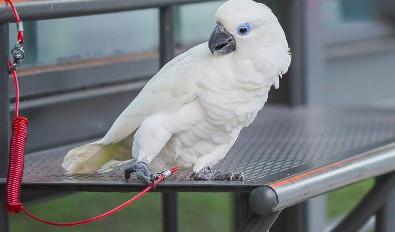 蓝眼巴丹鹦鹉,心惊惊,看见盐酥鸡歪头晕倒,快走开!