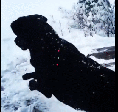 狗狗帮主人测雪的厚度,纵身跳入雪堆,被雪给埋了!