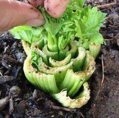 切下的芹菜头这样扔水里7天冒尖半个月长成盆栽好吃美翻了