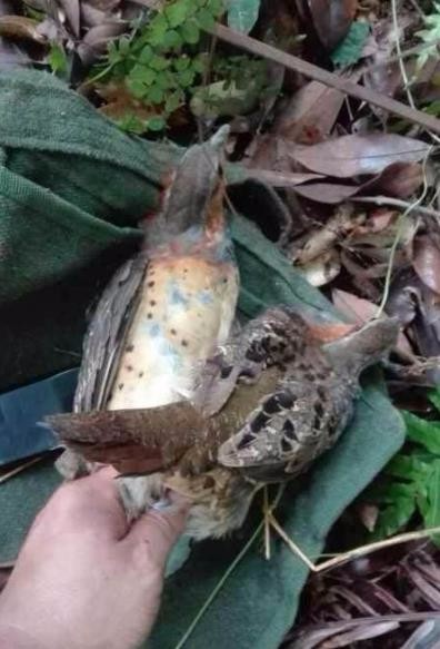 儿时在农村经常捕猎的竹鸡因吃货太多现在却面临濒危灭绝的下场