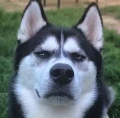 哈奇士为什么有个二哈的名字? 不好意思, 看完