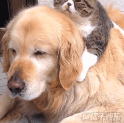 狗子:身边总有一个粘人的小妖精~那个,你要不要尝一下这个?