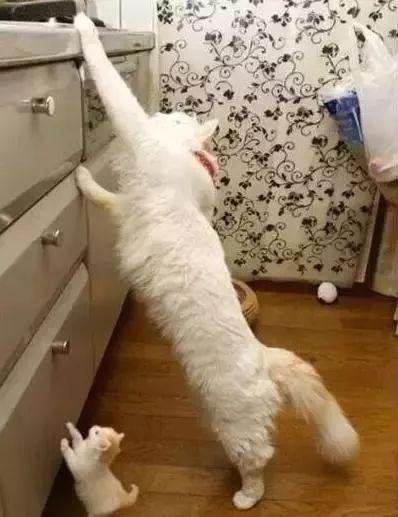 奶猫偷吃小鱼干够不着猫妈娃等着妈就给你拿
