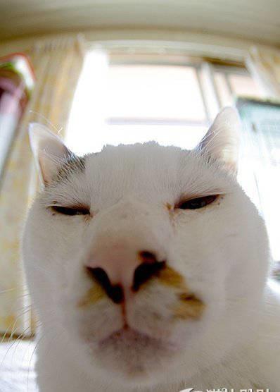 这是我见过最猥琐的猫,没有之一!
