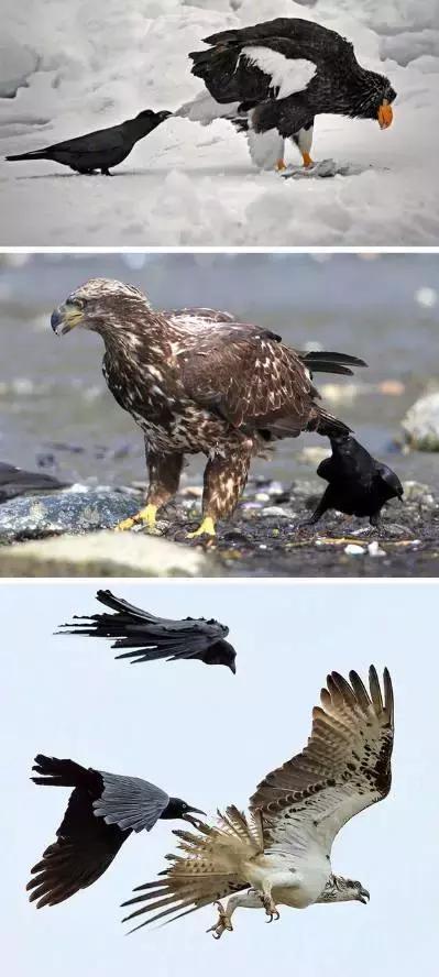 终于知道为什么天下的乌鸦一般黑了