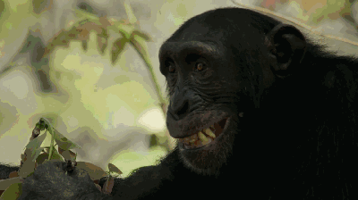 雄鸟|黑猩猩|雄性_新浪新闻