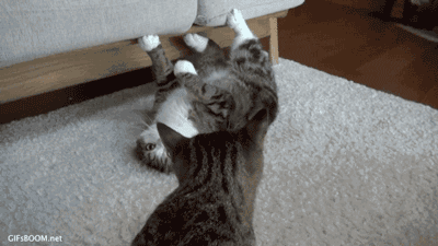 400_225gif 动态图 动图