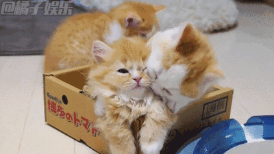 400_225gif 动态图 动图