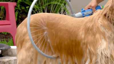 给狗狗洗澡正确步骤这么多年原来一直洗错了