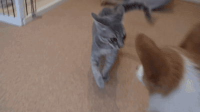 猫咪的爪子到底有多厉害呢?