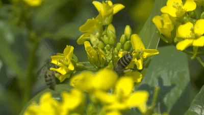 厦门忠仑公园的油菜花开得正盛百花齐放的美景你一定不能错过