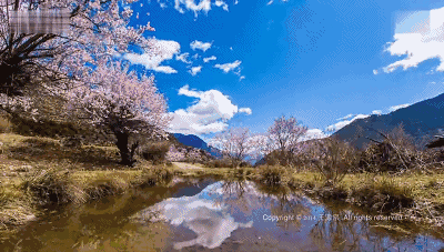 桃花|林芝|川藏线_新浪新闻