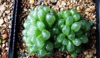 家里养花有小飞虫,太讨厌了,一招消灭全部小飞